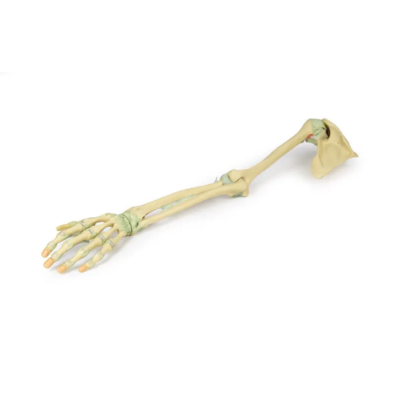 3D Printed Upper Limb Skeleton and Ligaments