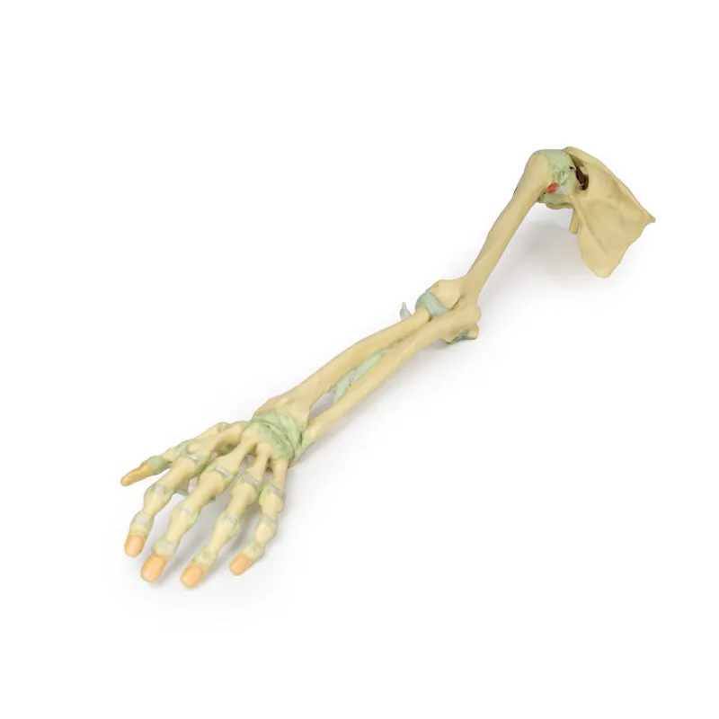 3D Printed Upper Limb Skeleton and Ligaments