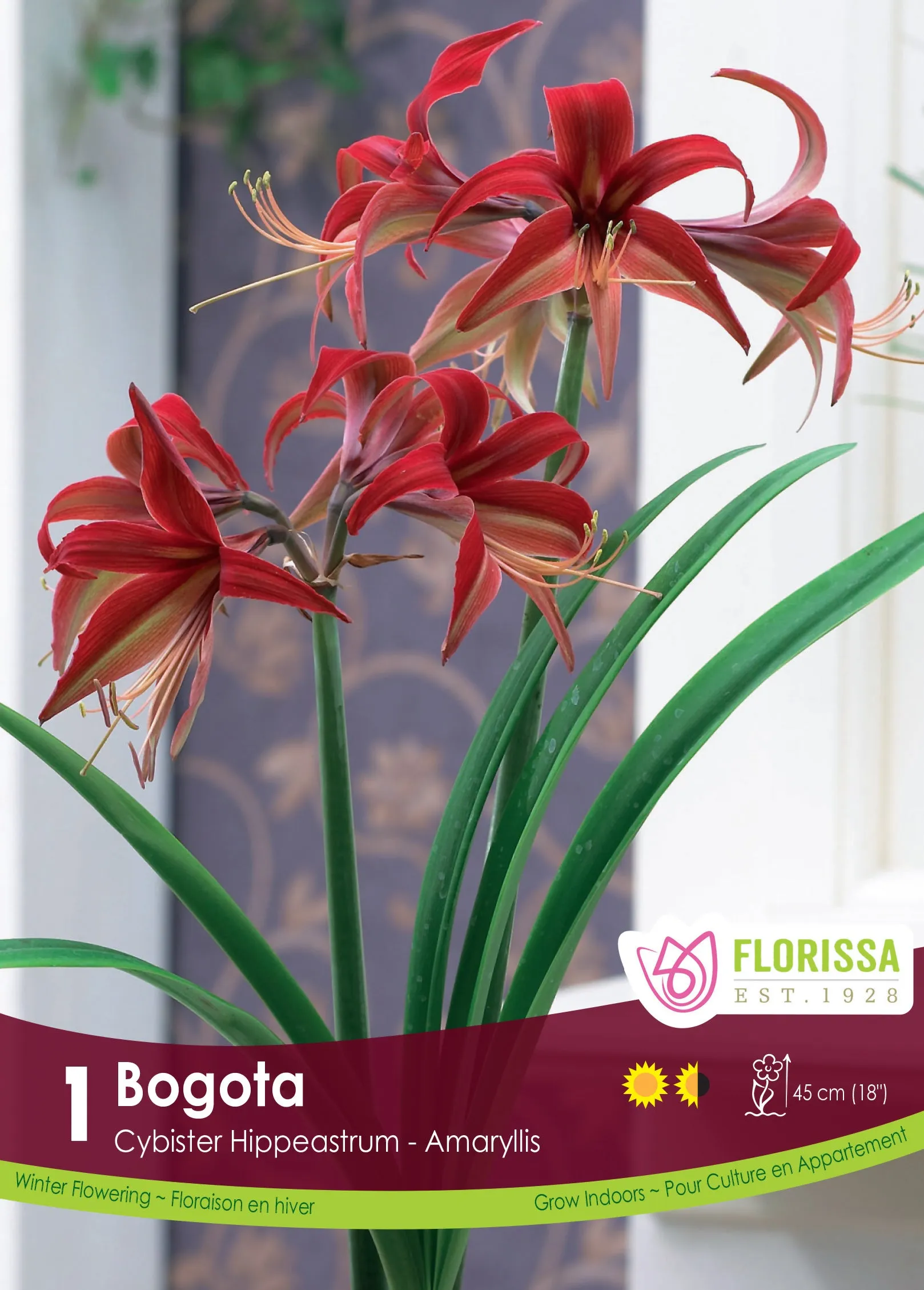 Amaryllis Bogota