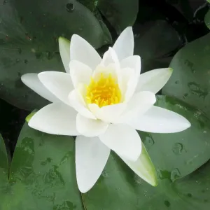 Nymphaea Gladstoniana Aquatic Pond Plant - Water Lily