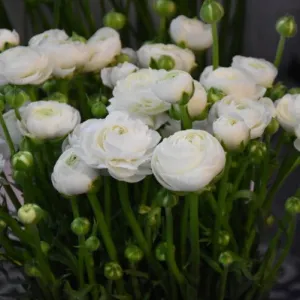 Ranunculus Aviv 'White'