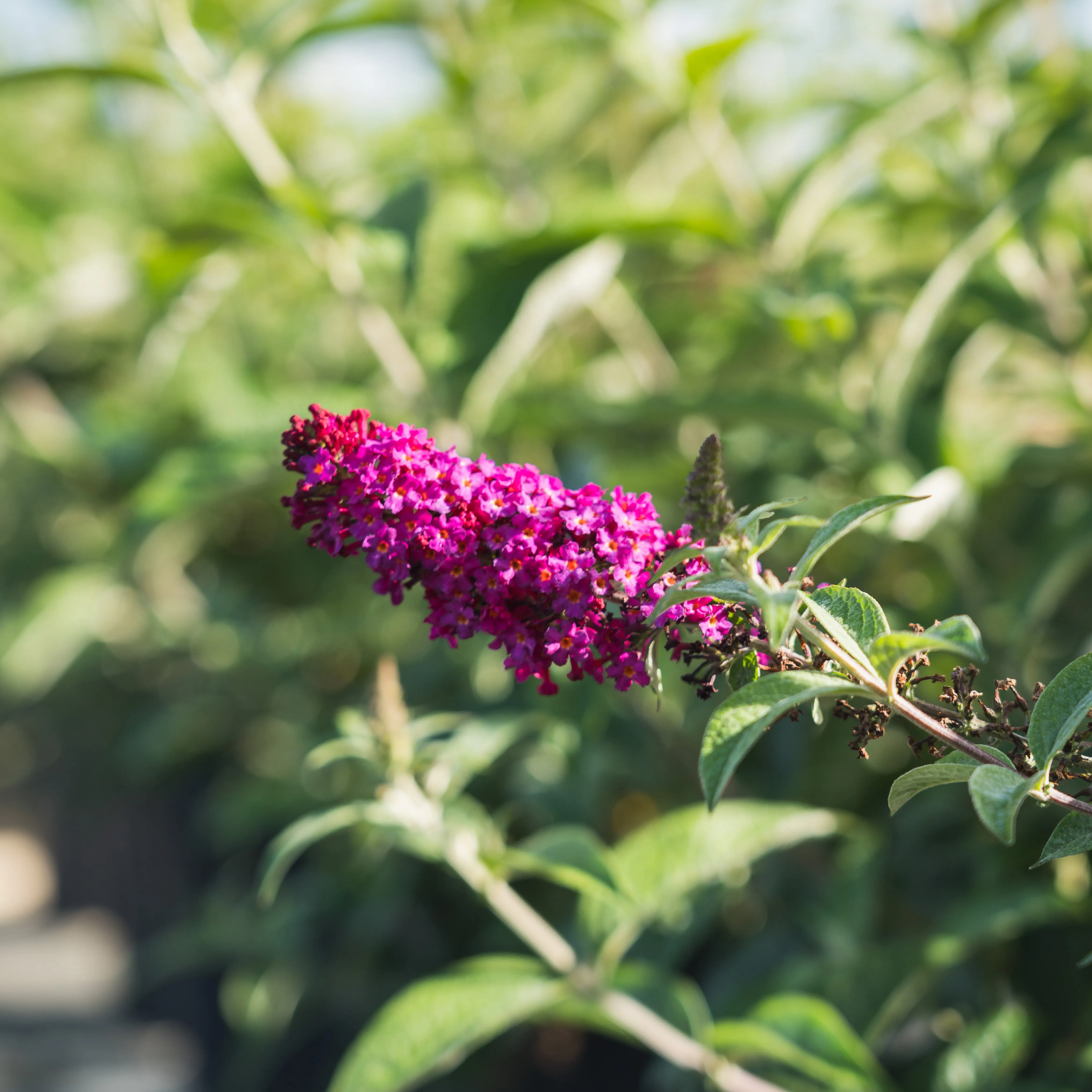 Royal Red Butterfly Bush